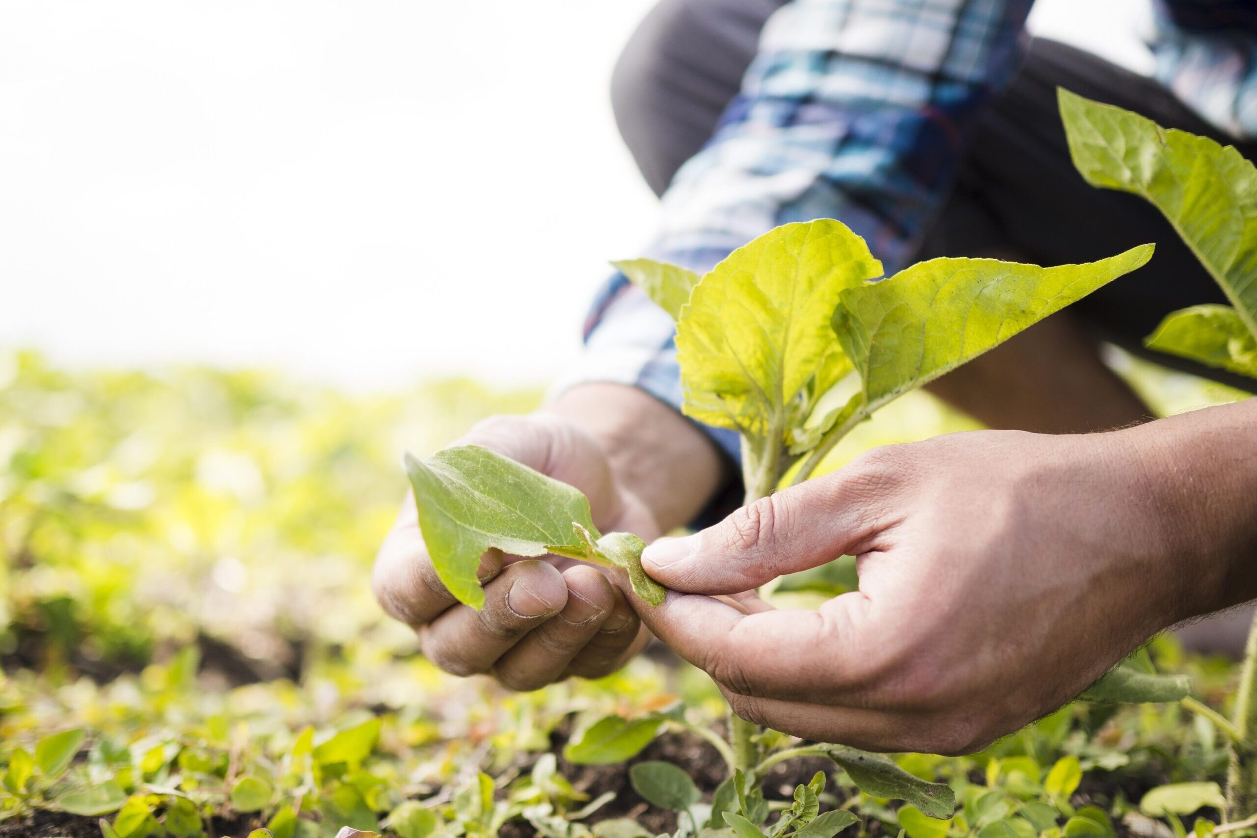 man-taking-care-his-farm-close-up-scaled-e1749855868113.jpg