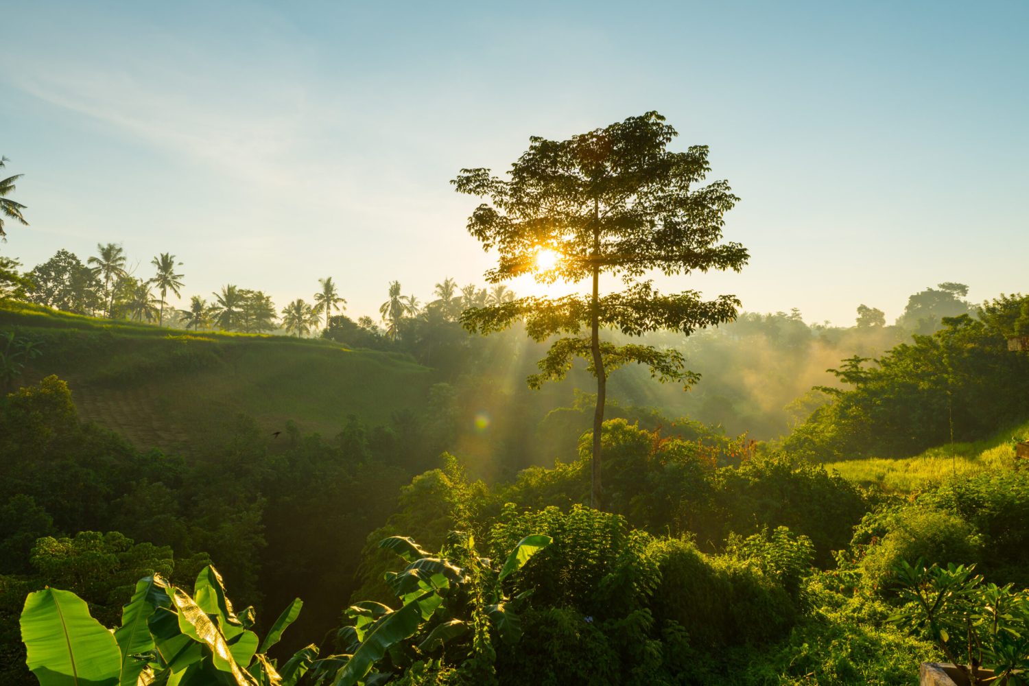 sunrise-bali-jungle-scaled.jpg
